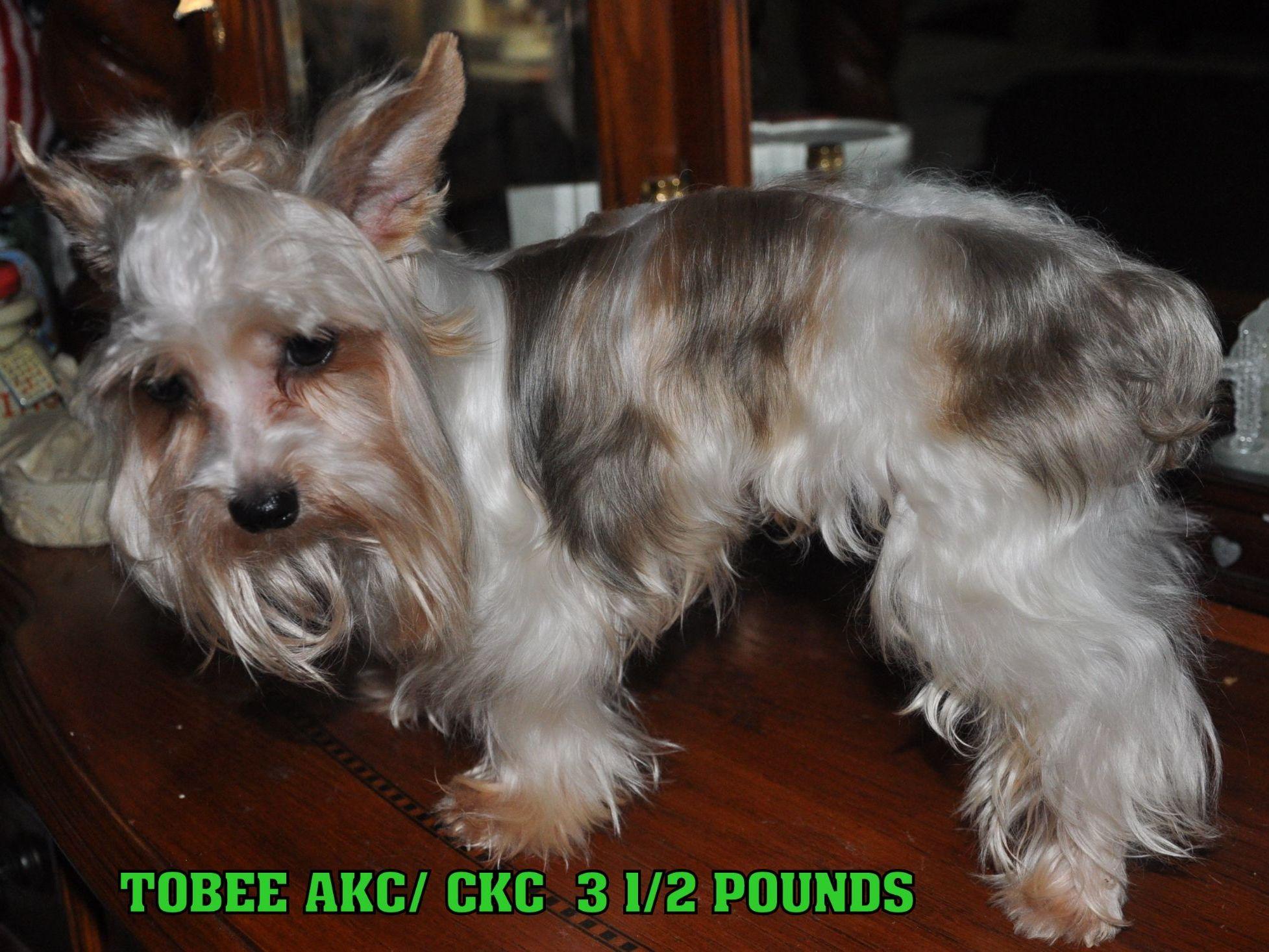 munchkin yorkies munchkin yorkies puppies for sale munchkin yorkies munchkin yorkies puppies for sale