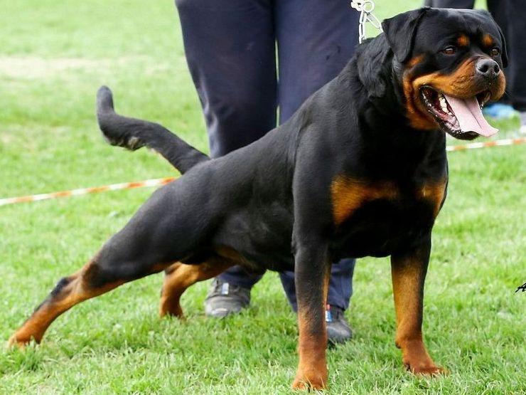 king rottweiler king rottweilers rottweiler puppies for sale king rottweiler king rottweilers rottweiler puppies for sale