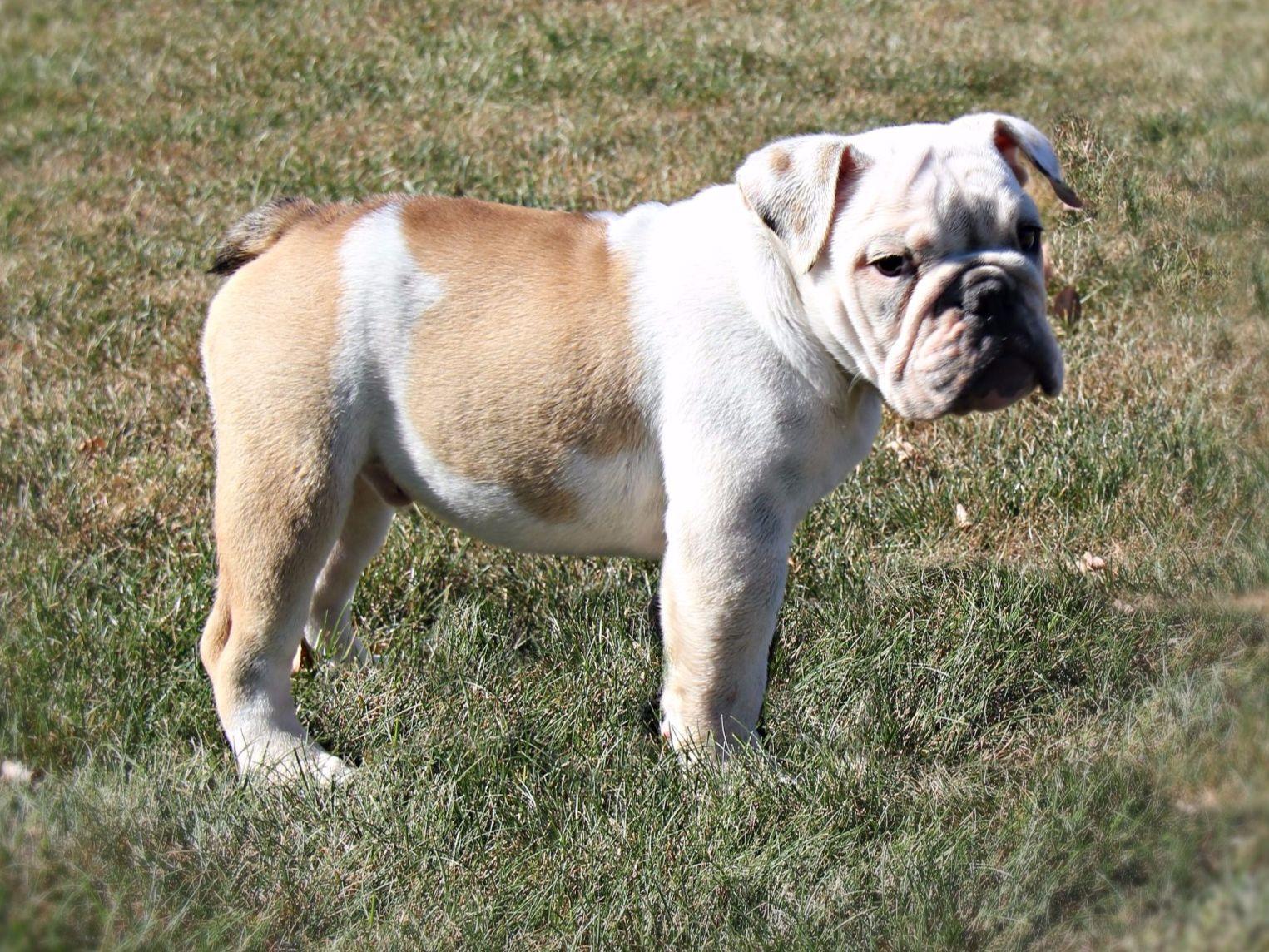 puppies lancaster pa j l s bulldogs breeders lancaster pa puppies lancaster pa j l s bulldogs breeders lancaster pa