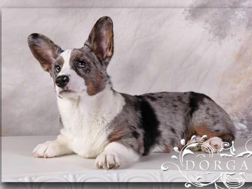corgi puppies mn cardigan corgi breeders mn sweater grey corgi puppies mn cardigan corgi breeders mn sweater grey
