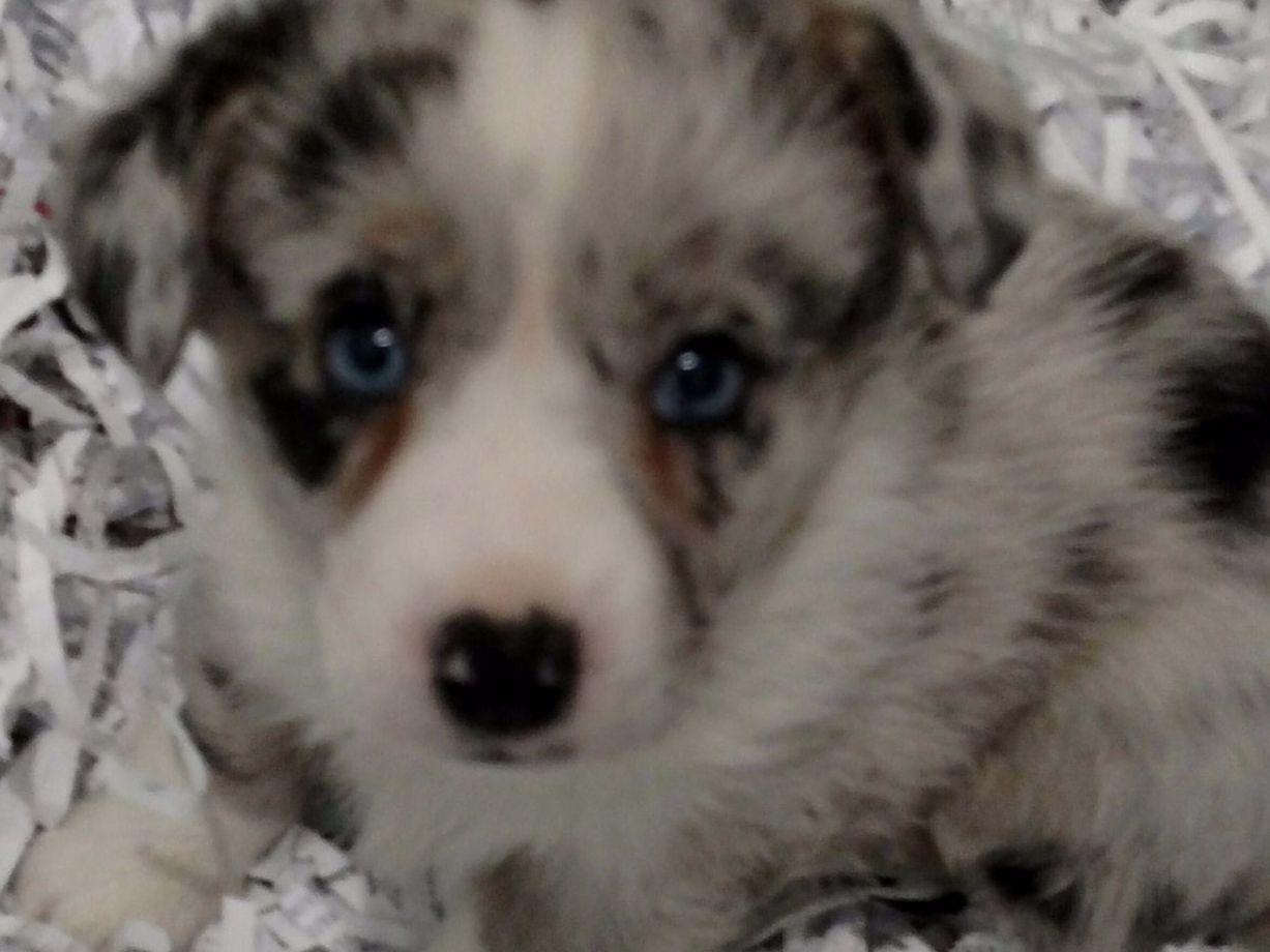corgi puppies mn cardigan corgi breeders mn sweater grey corgi puppies mn cardigan corgi breeders mn sweater grey