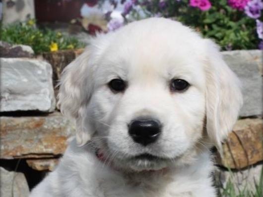 golden retriever puppies salem oregon oregon mist goldens breeders salem or golden retriever puppies salem oregon oregon mist goldens breeders salem or