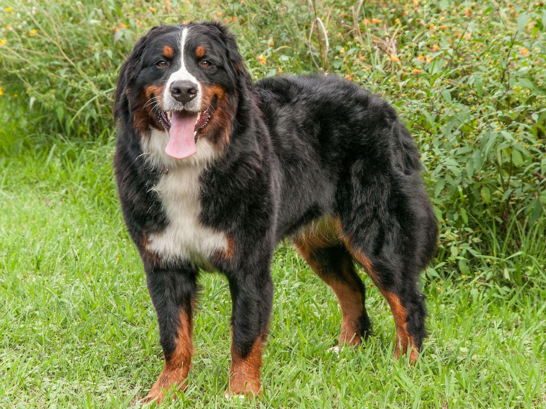 Bernie's Berners Puppies For Sale