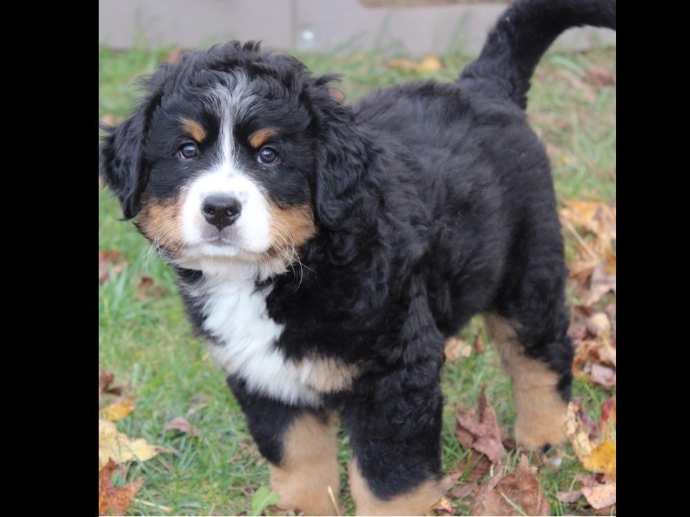 Bernie's Berners Bernese Mountain Dog Puppies For Sale