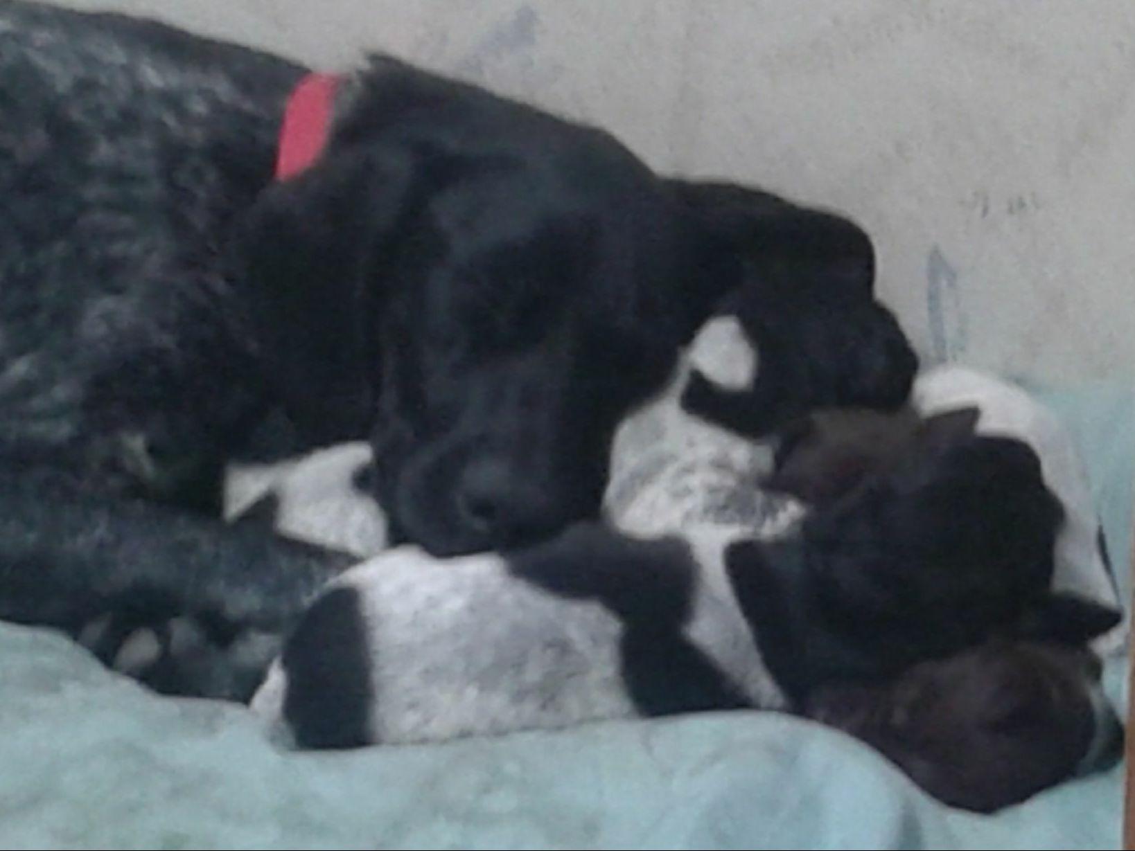 german shorthaired pointer puppies az david totherow breeders az german shorthaired pointer puppies az david totherow breeders az