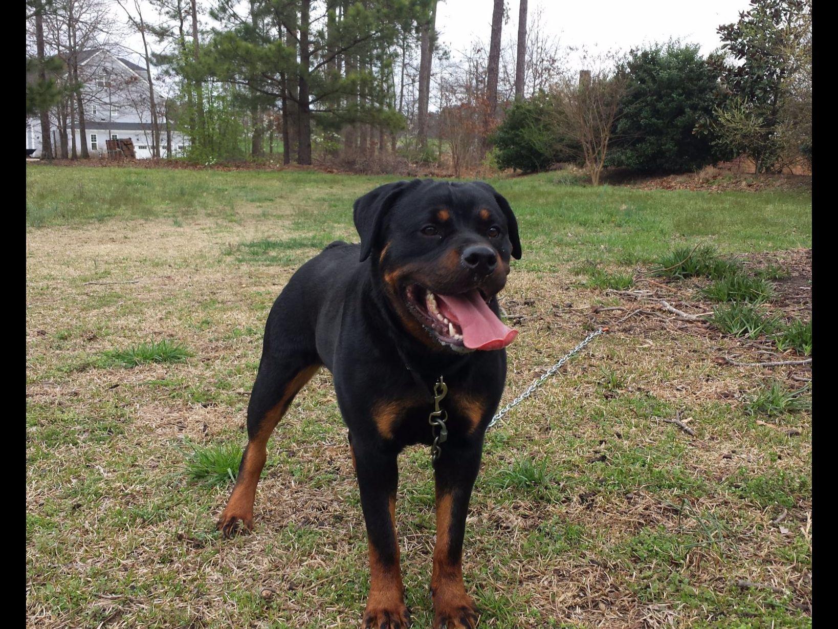 Dilshan Opatha Rottweiler Puppies for Sale