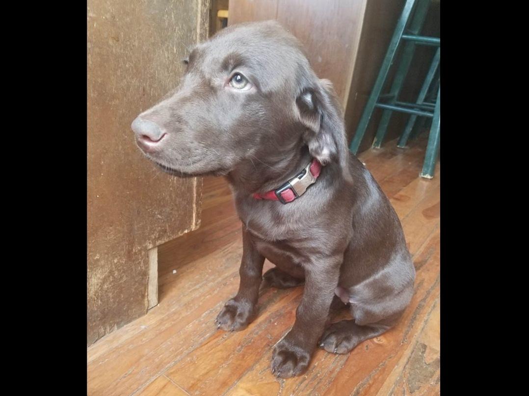 Sydney Small Labrador Retriever Puppies For Sale