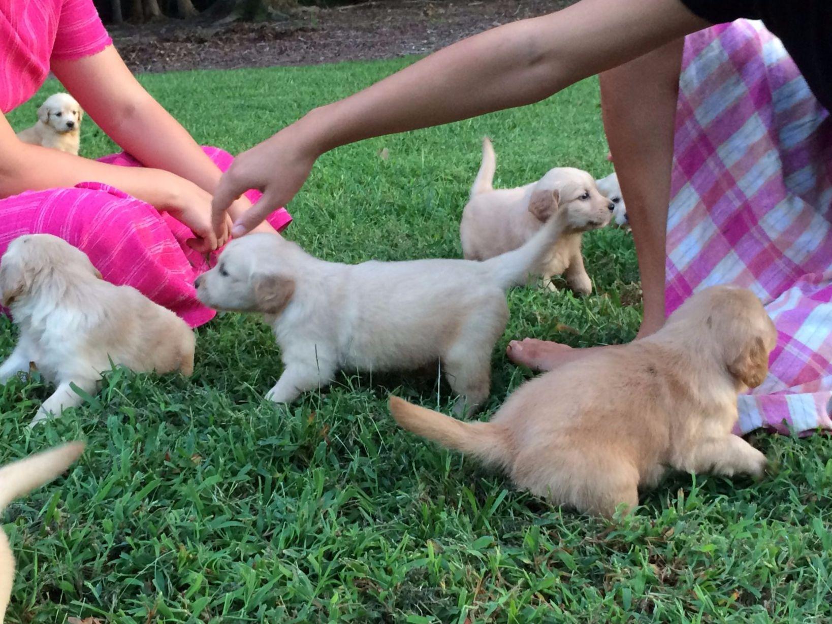 golden retriever breeders in south carolina charles wagler breeders cross hill sc golden retriever breeders in south carolina charles wagler breeders cross hill sc