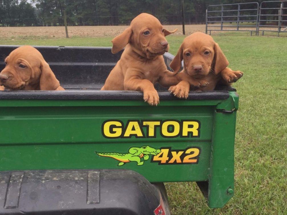 vizsla puppies nc sterlng breeders fuquay varina nc vizsla puppies nc sterlng breeders fuquay varina nc