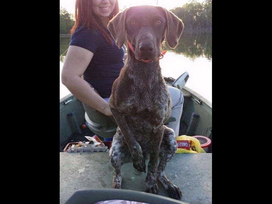 german shorthaired pointer puppies sc alan wallace breeders blenheim sc german shorthaired pointer puppies sc alan wallace breeders blenheim sc