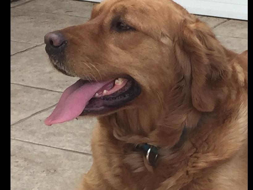 golden retriever colors akc golden retriever for sale by mountainvalleydogs american kennel club golden retriever colors akc golden retriever for sale by mountainvalleydogs american kennel club