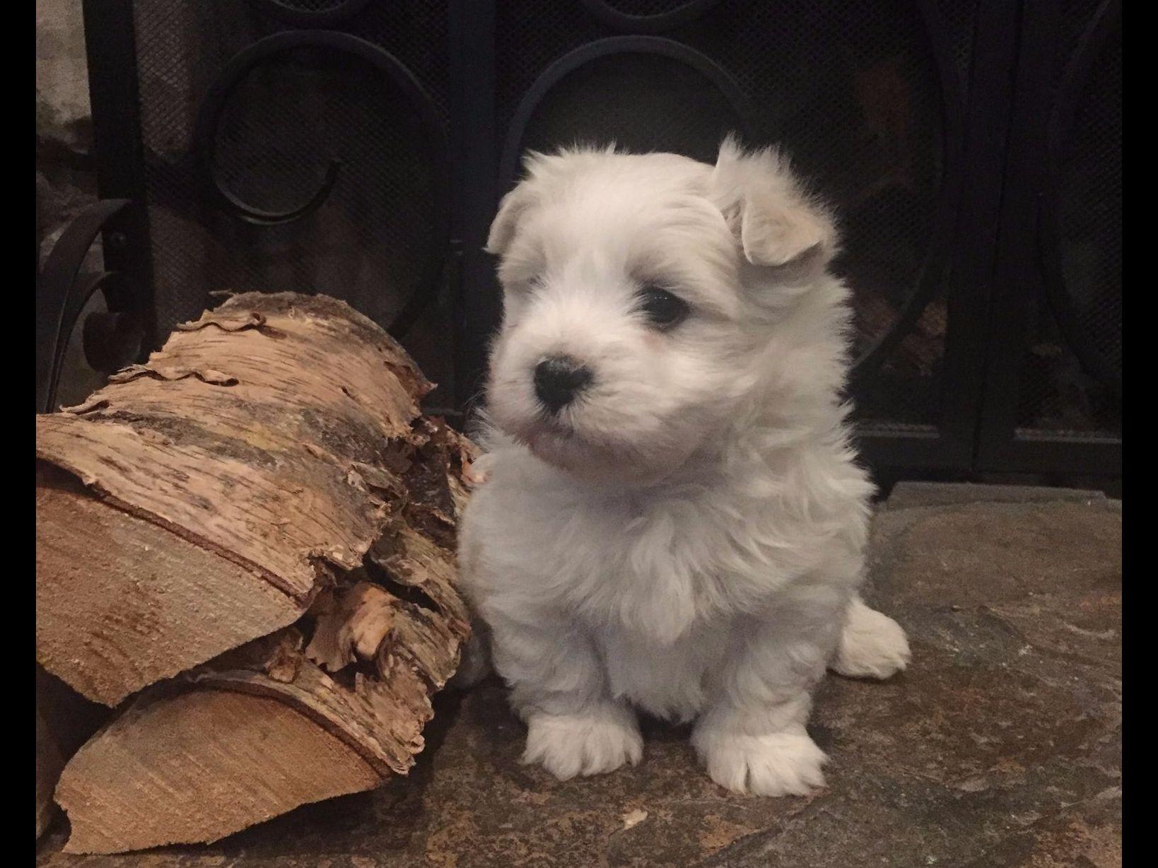golden havanese puppies for sale mountainvalleydogs havanese puppies for sale golden havanese puppies for sale mountainvalleydogs havanese puppies for sale