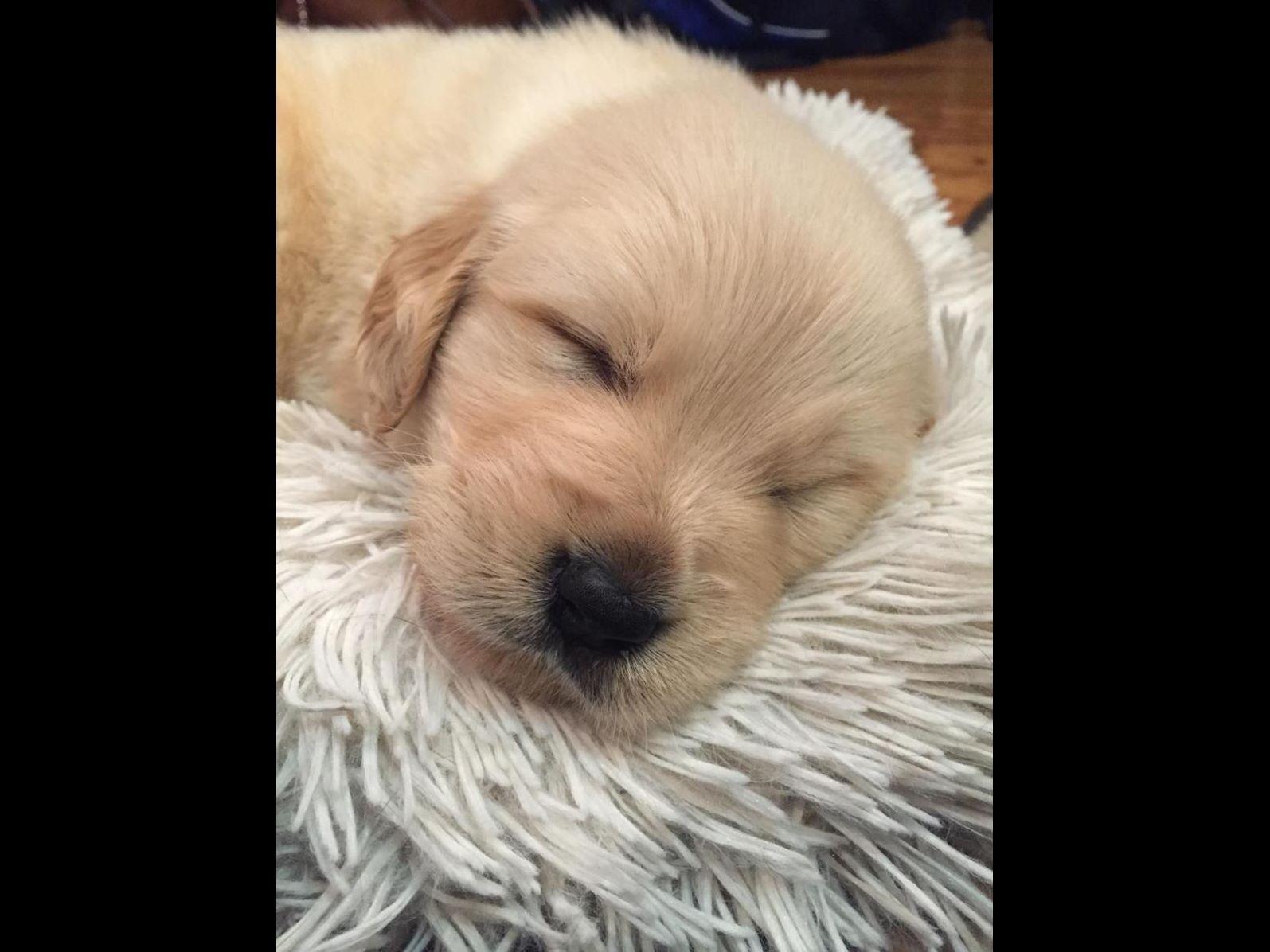 kathy s golden retrievers kathy marek golden retriever puppies for sale kathy s golden retrievers kathy marek golden retriever puppies for sale