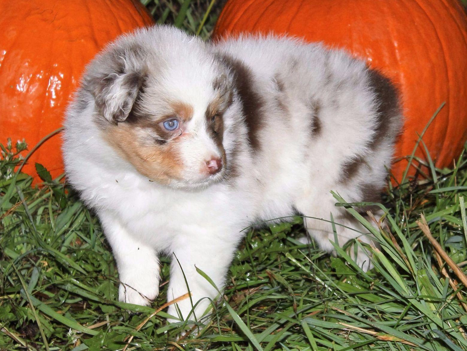 australian shepherd puppies ct elizabeth henson breeders bolton ct australian shepherd puppies ct elizabeth henson breeders bolton ct