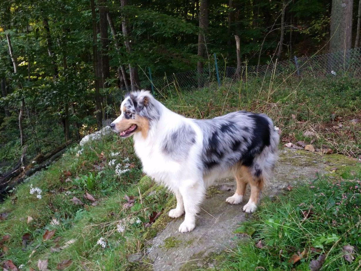 australian shepherd puppies ct elizabeth henson breeders bolton ct australian shepherd puppies ct elizabeth henson breeders bolton ct