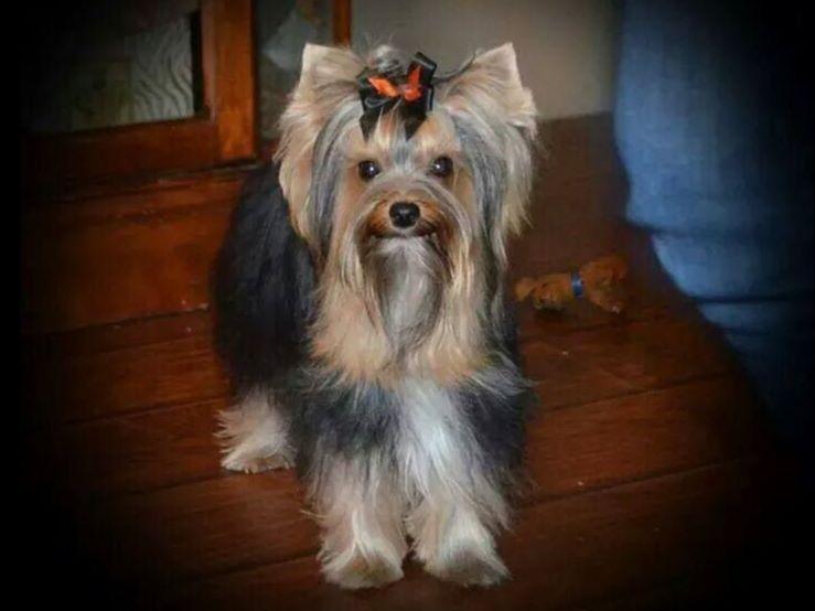smoky mountain yorkies smoky mountain yorkies terrier puppies for sale smoky mountain yorkies smoky mountain yorkies terrier puppies for sale