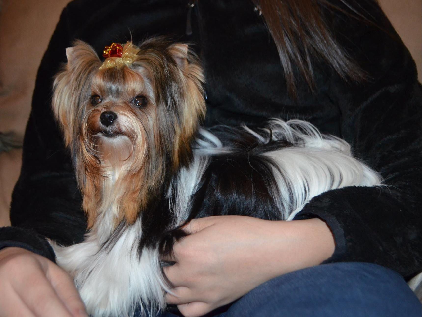 smoky mountain yorkies smoky mountain yorkies terrier puppies for sale smoky mountain yorkies smoky mountain yorkies terrier puppies for sale