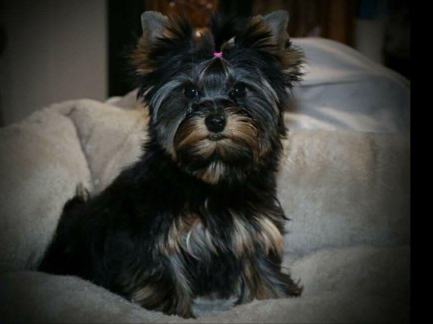 smoky mountain yorkies smoky mtn yorkies terrier puppies for sale smoky mountain yorkies smoky mtn yorkies terrier puppies for sale