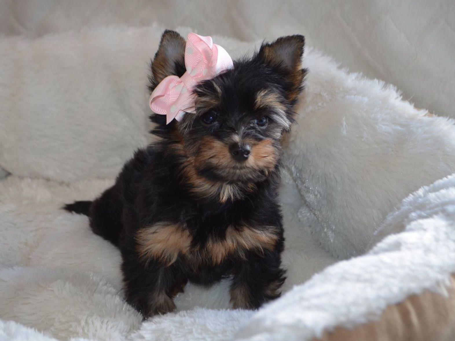 smoky mountain yorkies smoky mtn yorkies terrier puppies for sale smoky mountain yorkies smoky mtn yorkies terrier puppies for sale