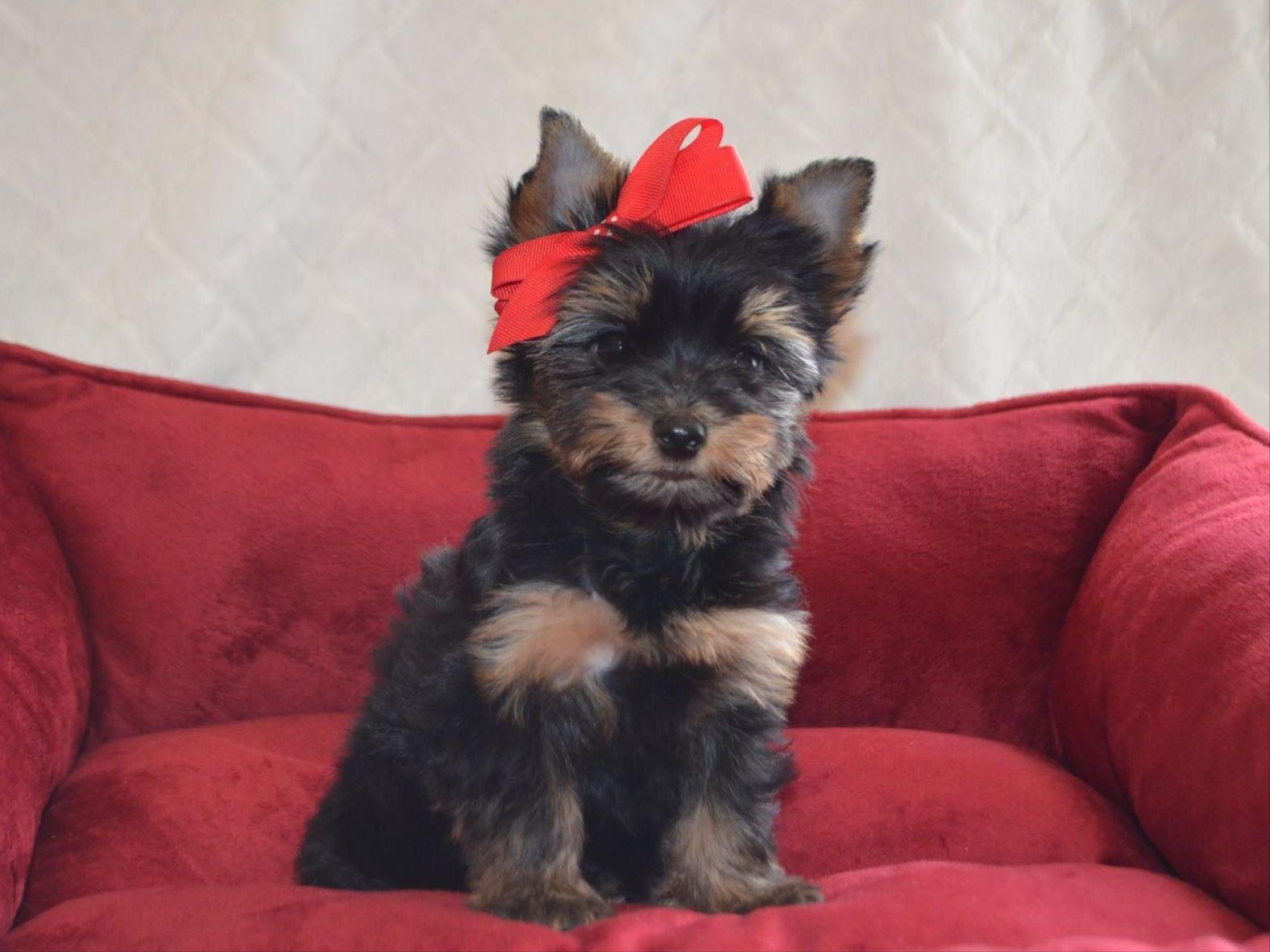 smoky mountain yorkies smoky mtn yorkies terrier puppies for sale smoky mountain yorkies smoky mtn yorkies terrier puppies for sale