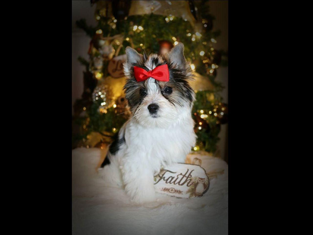 smoky mountain yorkies smoky mountain yorkies terrier puppies for sale smoky mountain yorkies smoky mountain yorkies terrier puppies for sale
