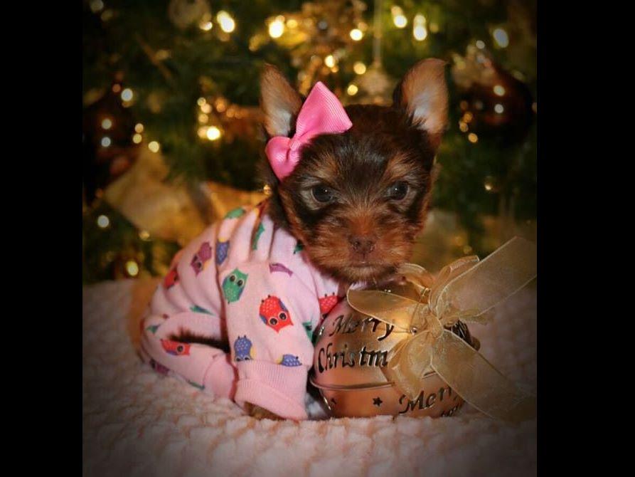 smoky mountain yorkies smoky mtn yorkies terrier puppies for sale smoky mountain yorkies smoky mtn yorkies terrier puppies for sale