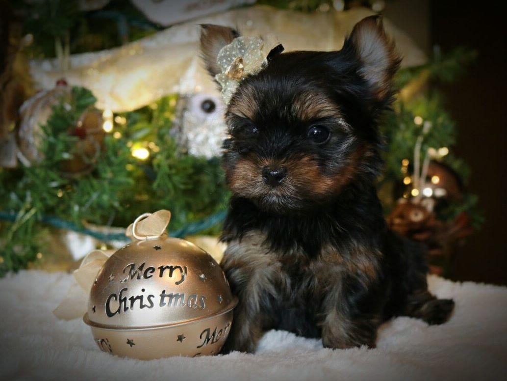 smoky mountain yorkies smoky mtn yorkies terrier puppies for sale smoky mountain yorkies smoky mtn yorkies terrier puppies for sale