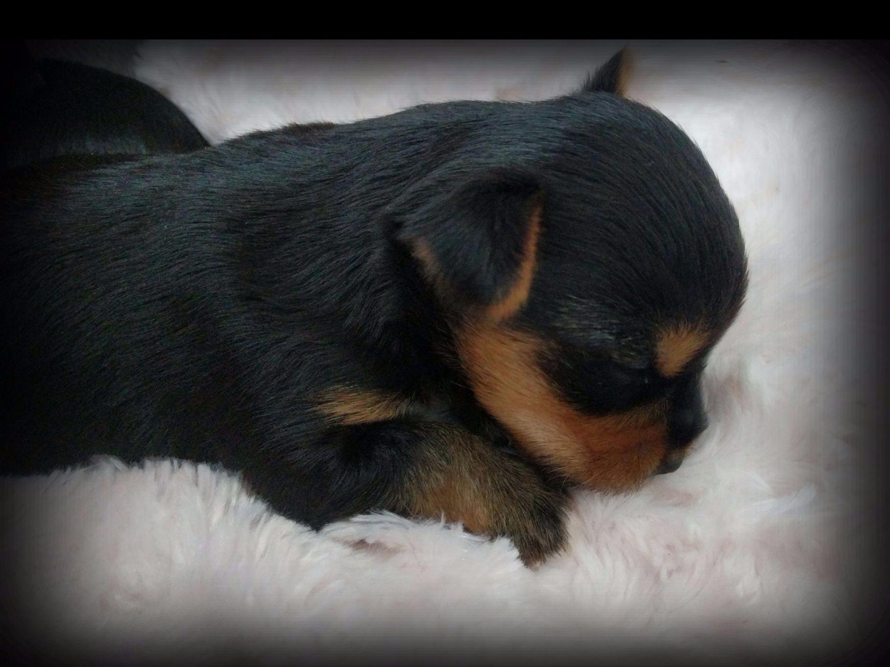 smoky mountain yorkies smoky mountain yorkies terrier puppies for sale smoky mountain yorkies smoky mountain yorkies terrier puppies for sale
