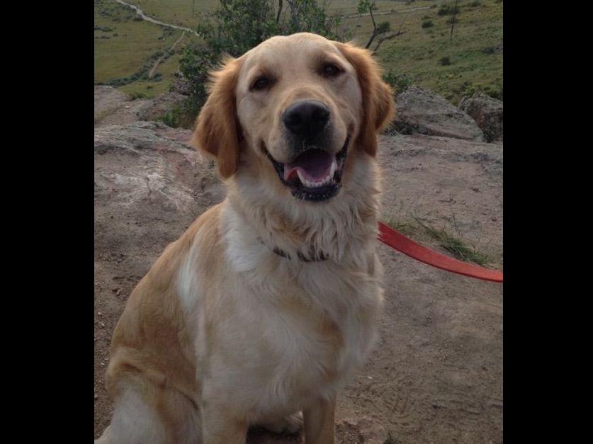 kathy s golden retrievers davidson s golden retrievers golden retriever puppies for sale kathy s golden retrievers davidson s golden retrievers golden retriever puppies for sale