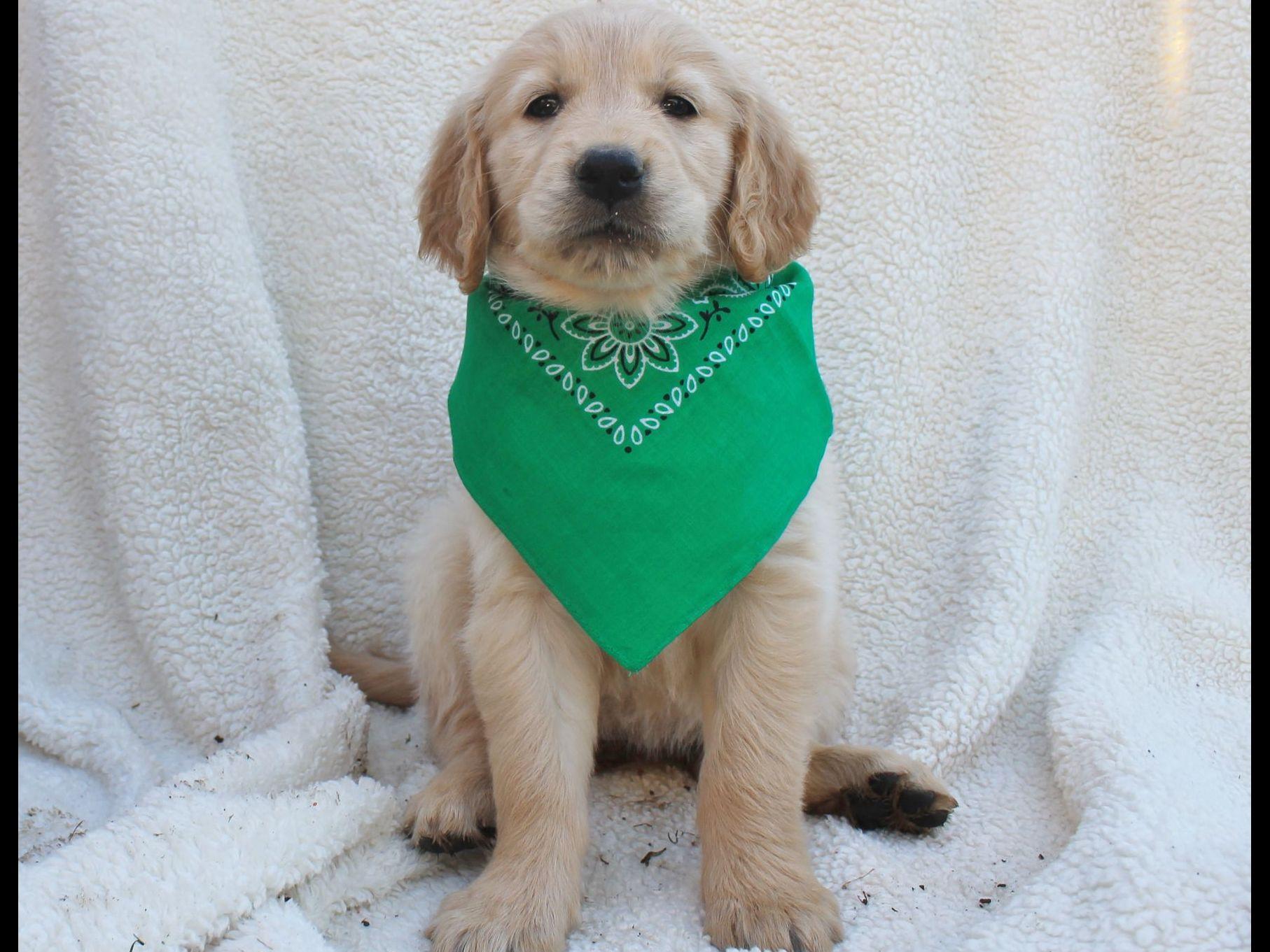 kathy s golden retrievers davidson s golden retrievers golden retriever puppies for sale kathy s golden retrievers davidson s golden retrievers golden retriever puppies for sale