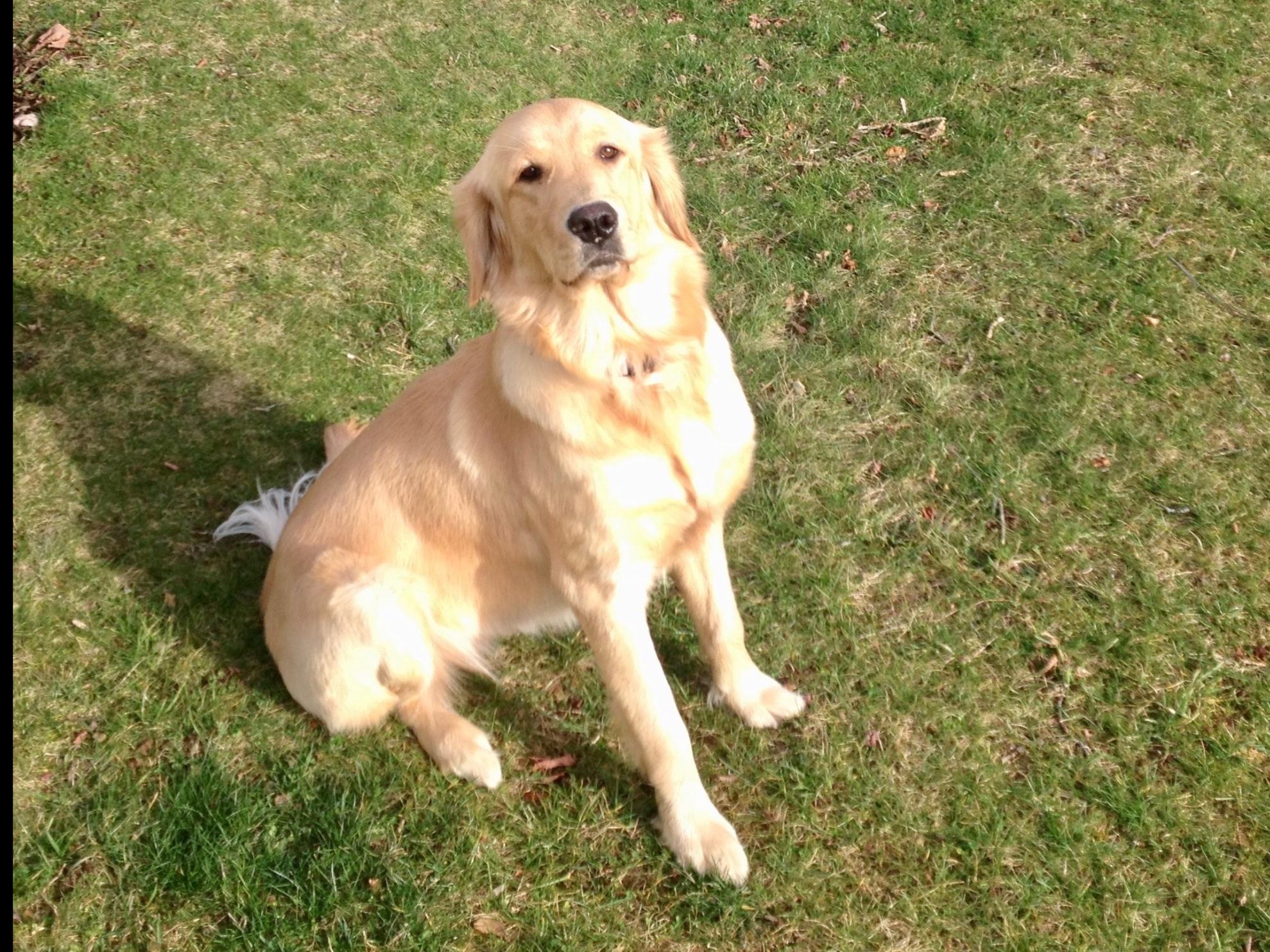 golden retriever nyc maplewood farm breeders moravia ny golden retriever nyc maplewood farm breeders moravia ny