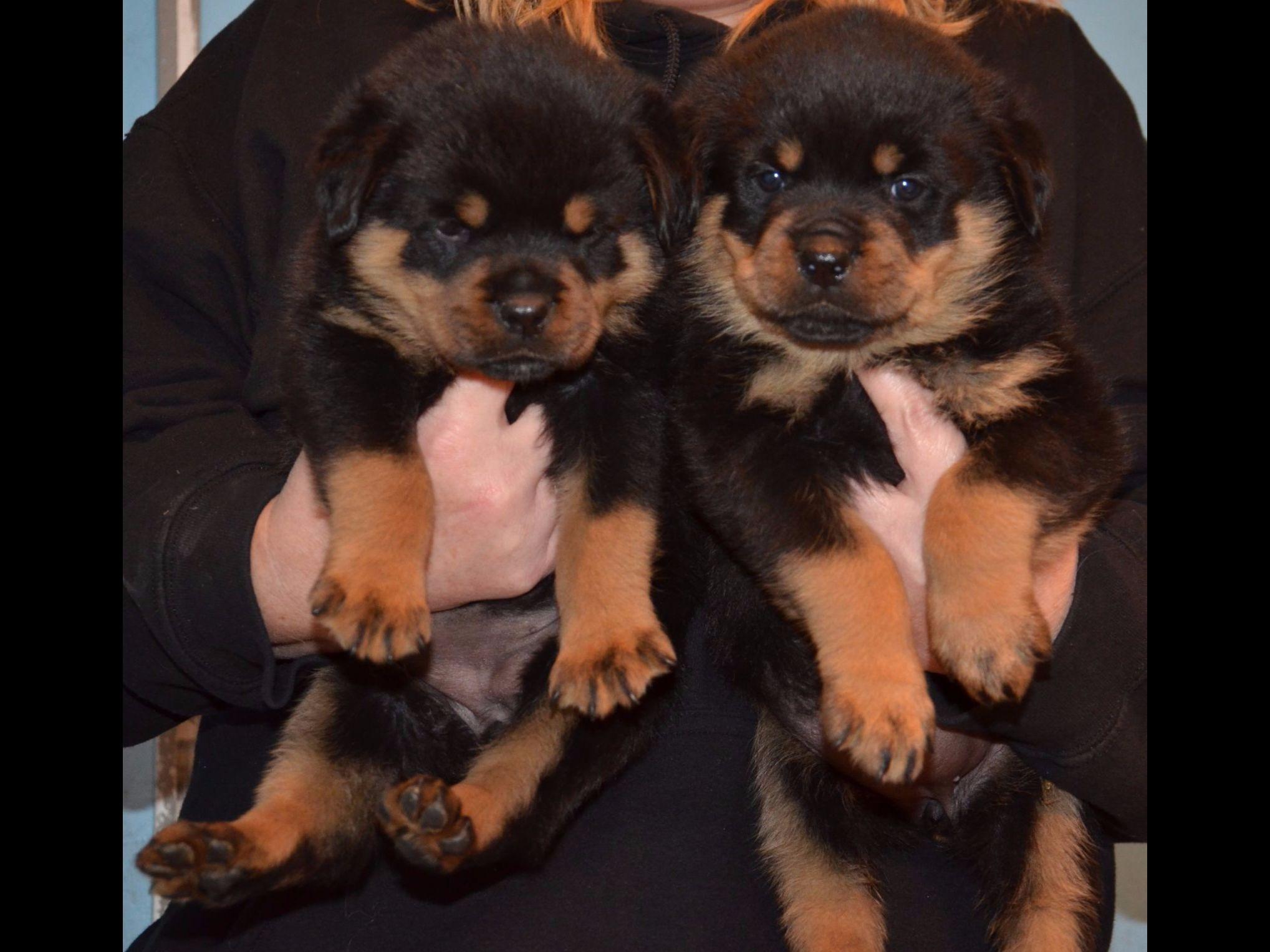world class rottweilers world class rottweilers rottweiler puppies for sale world class rottweilers world class rottweilers rottweiler puppies for sale