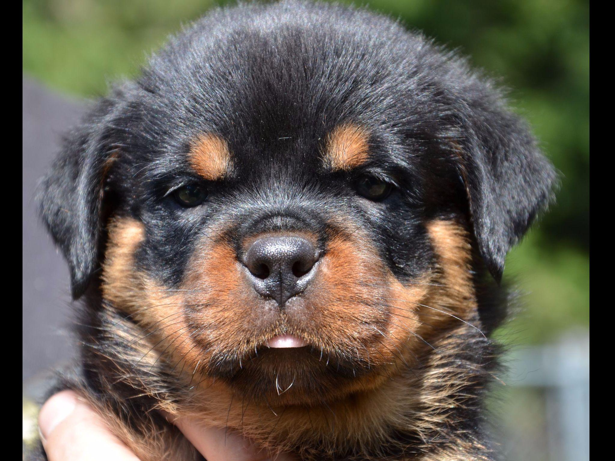 world class rottweilers world class rottweilers rottweiler puppies for sale world class rottweilers world class rottweilers rottweiler puppies for sale
