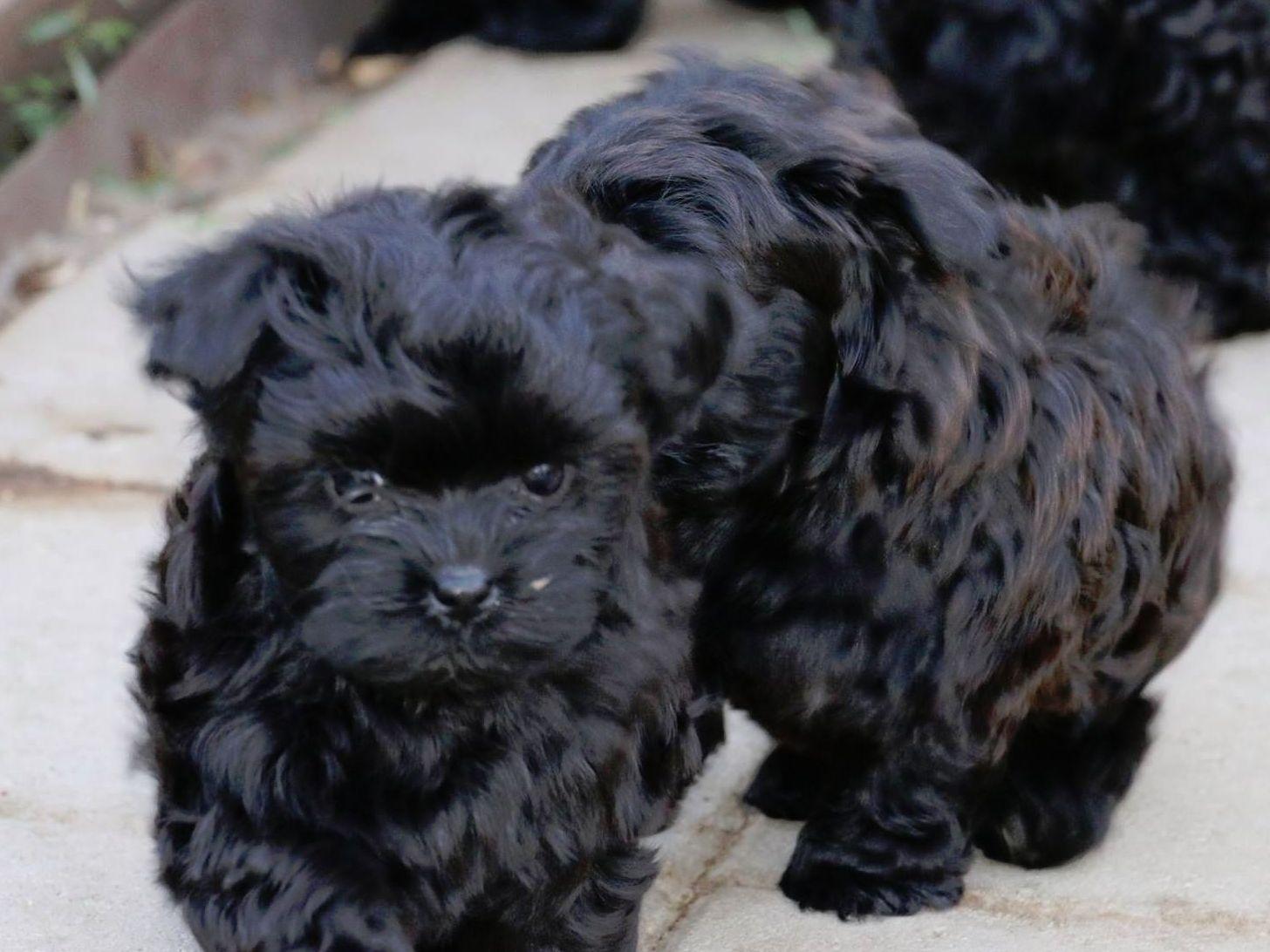 havanese kennel club havanese for sale by kolbe american kennel club havanese kennel club havanese for sale by kolbe american kennel club