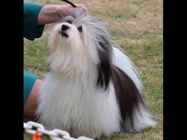 havanese club of southern california kolbe puppies for sale havanese club of southern california kolbe puppies for sale