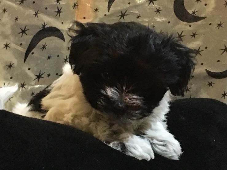 havanese breeders oklahoma cathy swope breeders mcalester ok havanese breeders oklahoma cathy swope breeders mcalester ok