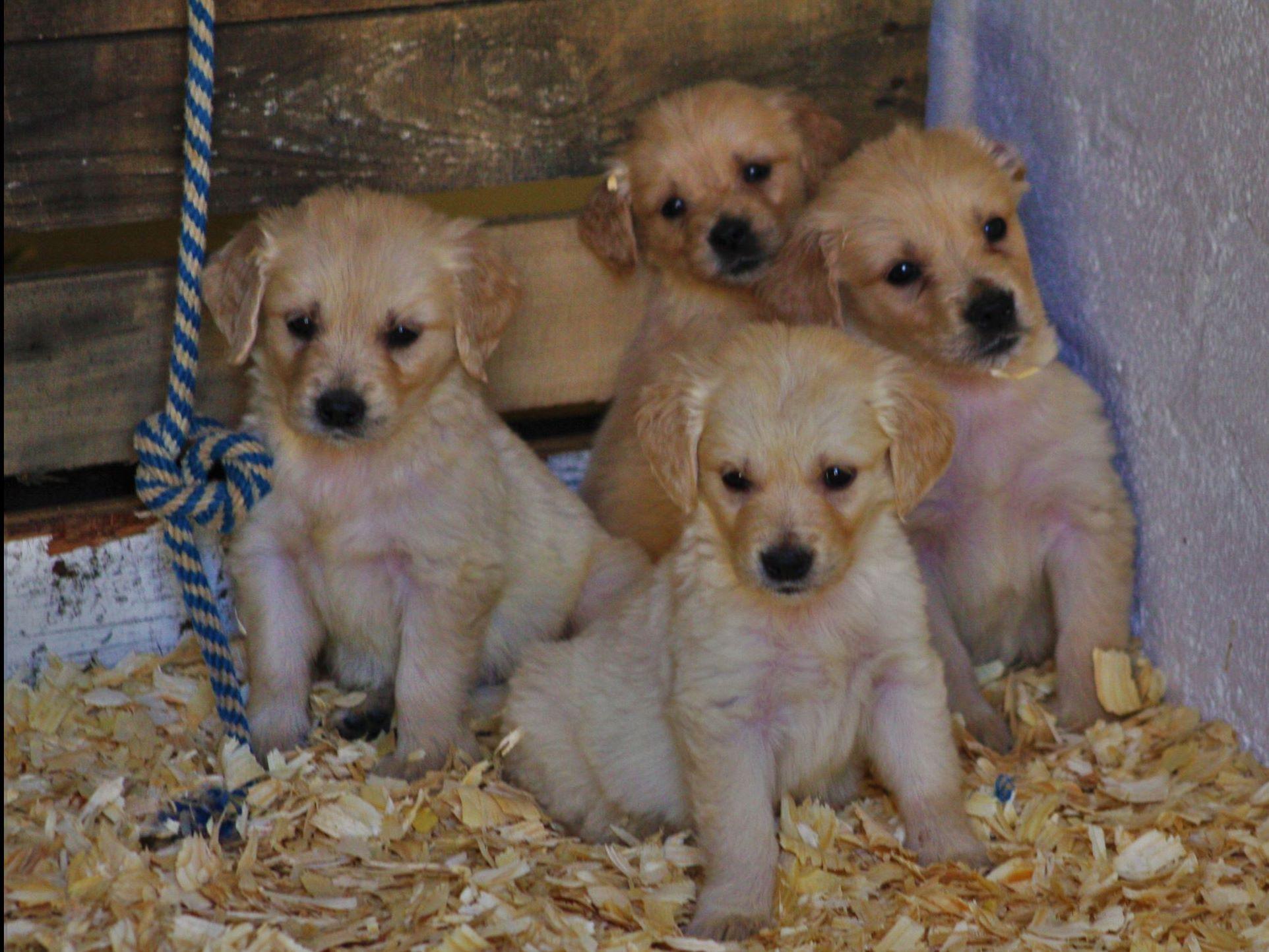 Mistywood's LightGolden Retrievers Puppies For Sale