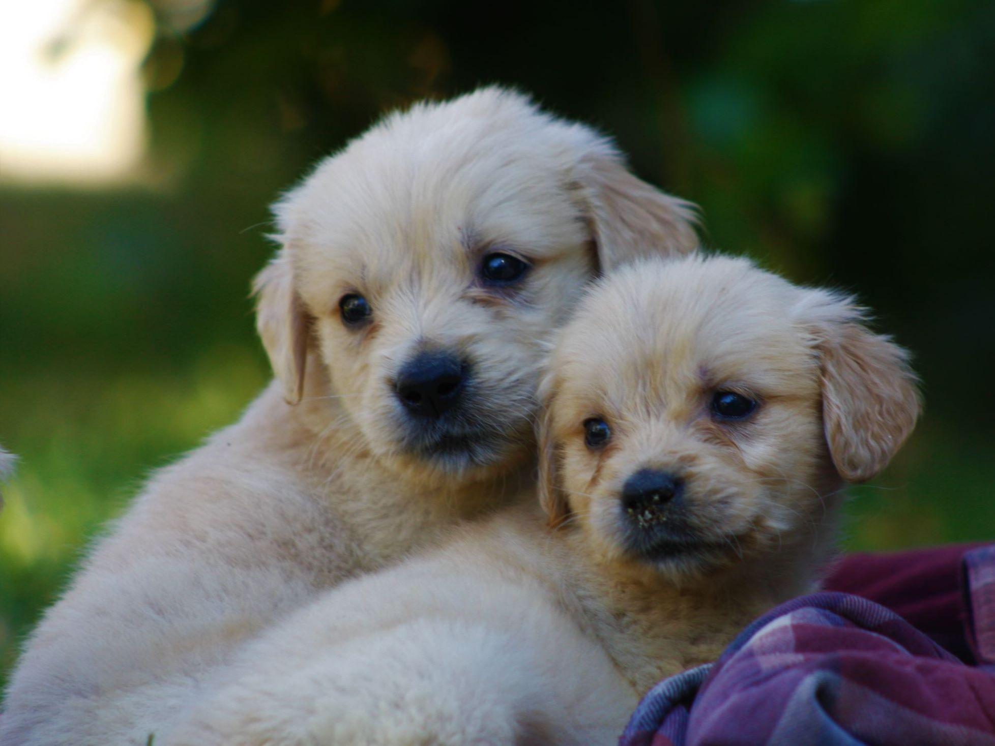 Mistywood's LightGolden Retrievers Puppies For Sale