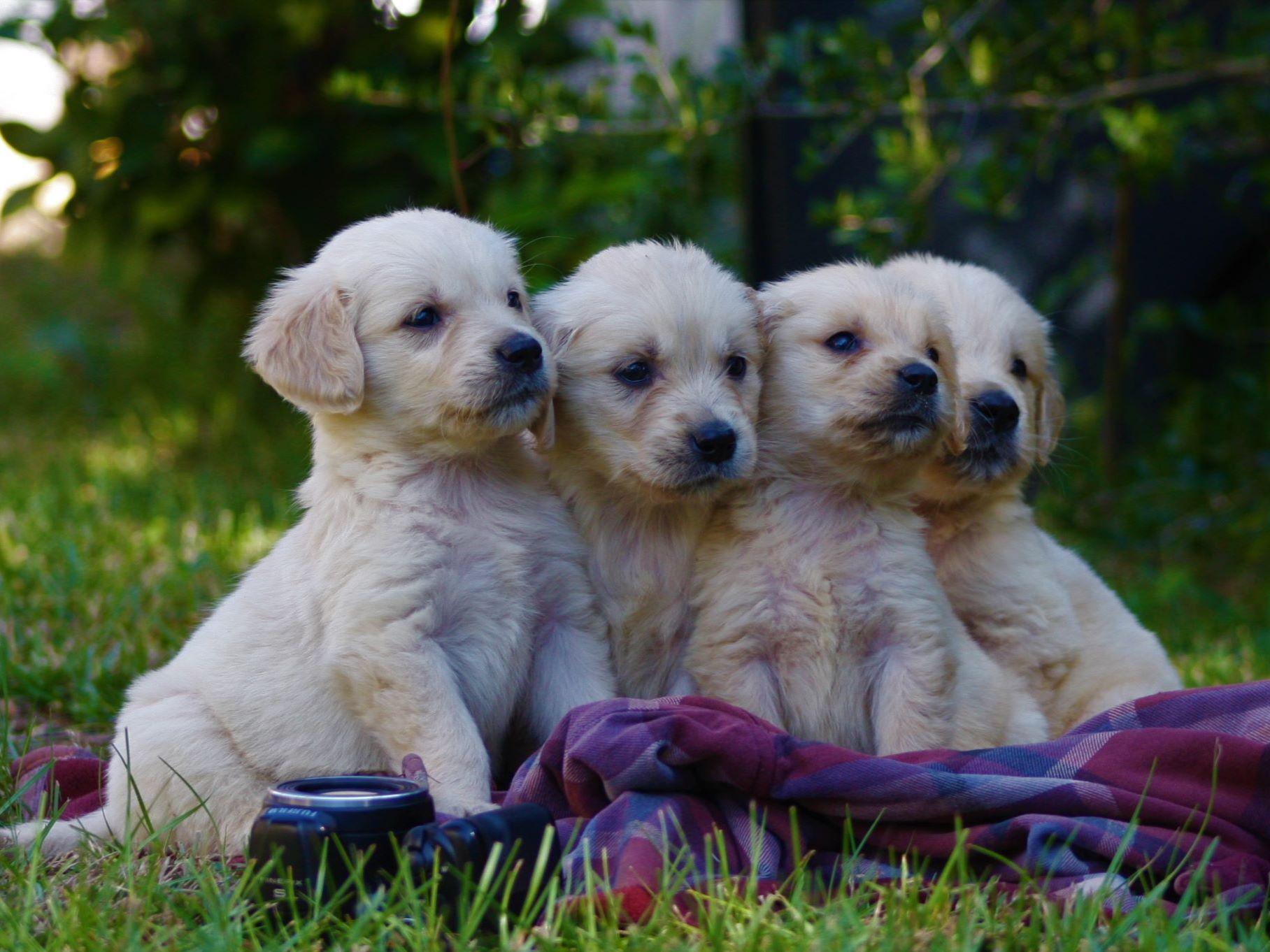 light golden retriever mistywood s light golden retrievers puppies for sale light golden retriever mistywood s light golden retrievers puppies for sale