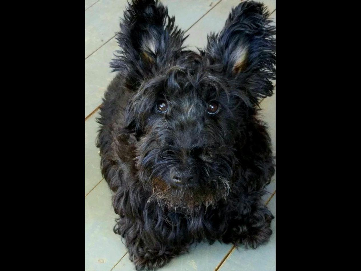 akc scottish terrier puppies for sale scottish terrier for sale by american kennel club akc scottish terrier puppies for sale scottish terrier for sale by american kennel club
