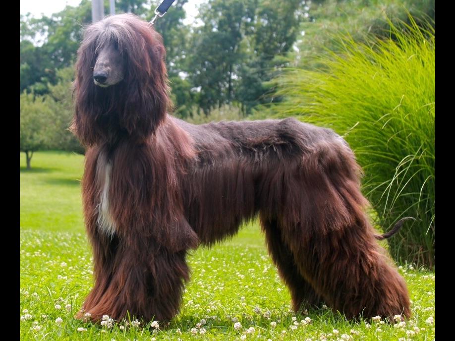 Winterberry Afghan Hounds Afghan Hound Puppies For Sale