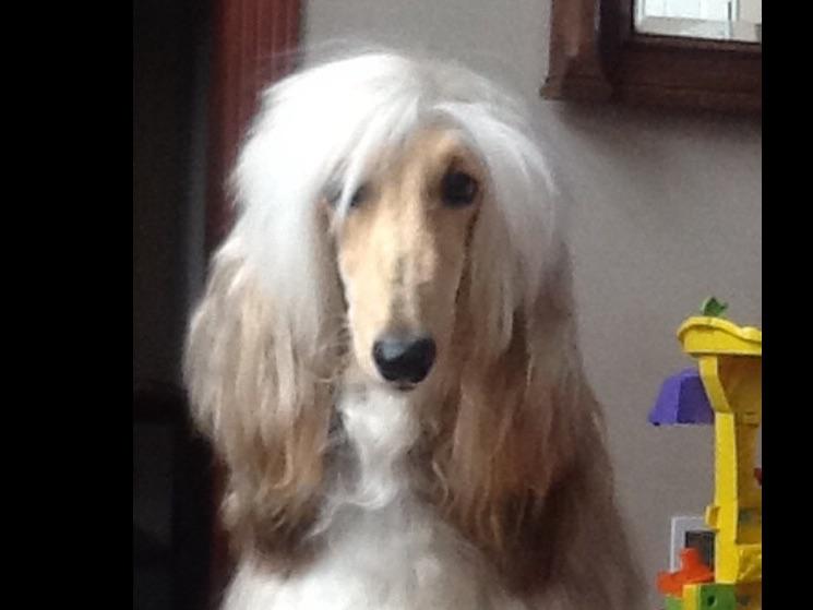 Winterberry Afghan Hounds Afghan Hound Puppies For Sale