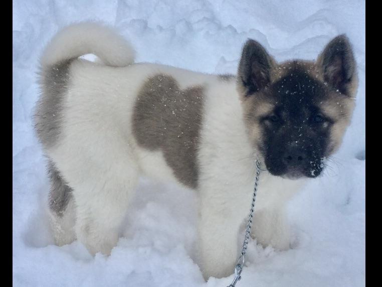 Jody Sexton Akita Puppies For Sale