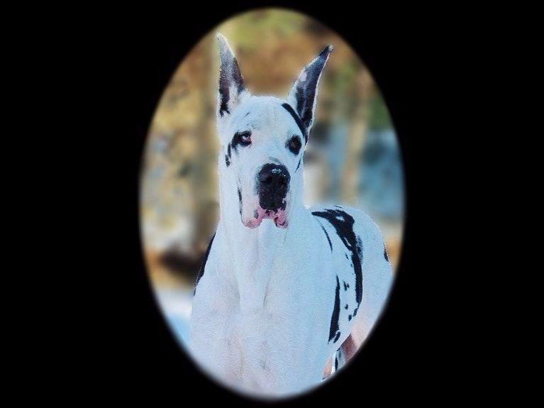 gerberian shepsky puppies for sale near me gerberian shepsky puppies for sale seotoolnet gerberian shepsky puppies for sale near me gerberian shepsky puppies for sale seotoolnet