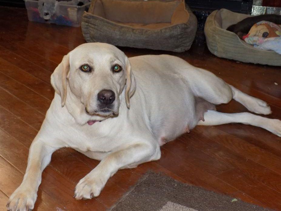 Beautiful AKC English Yellow Labrador Retrievers Dog Breeders