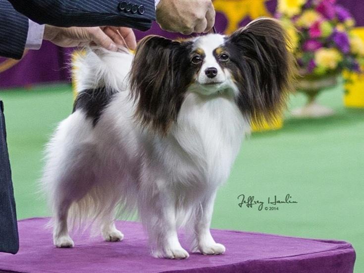 Wildfire Papillons Puppies For Sale