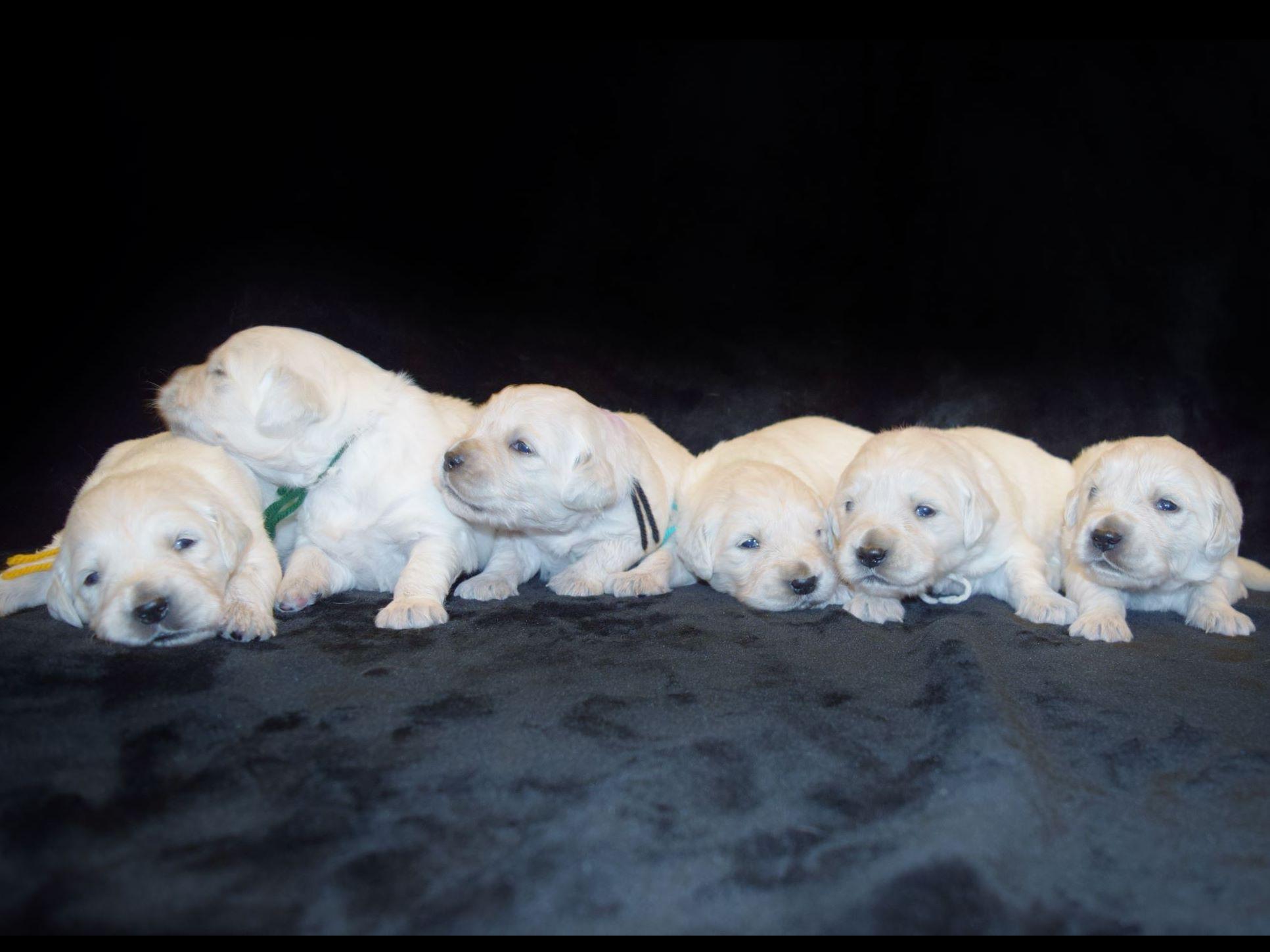 icewind golden retrievers golden retriever puppy last of the litter for sale breeds picture icewind golden retrievers golden retriever puppy last of the litter for sale breeds picture
