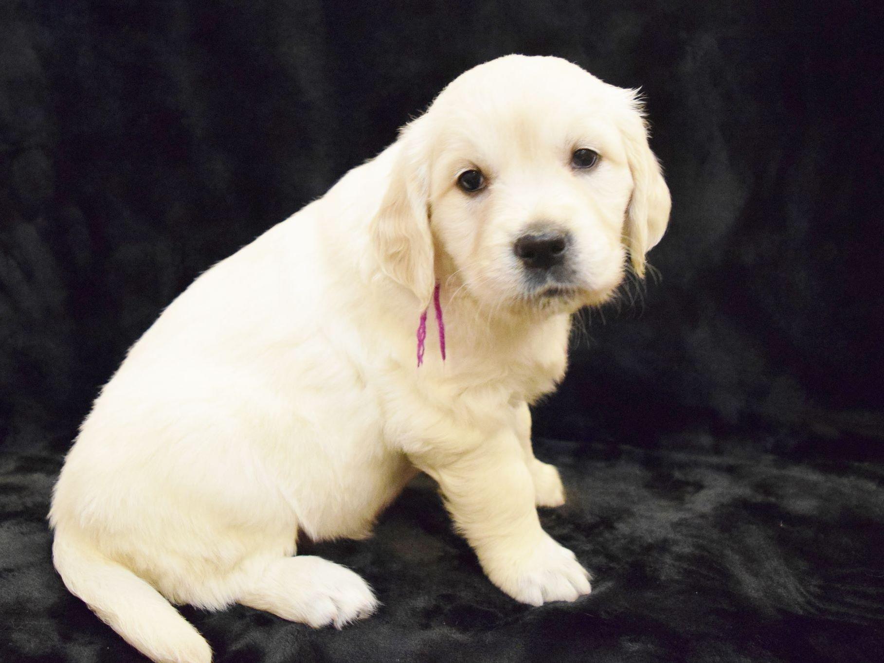 white golden retriever puppies for sale in nj white golden retriever puppies for sale in nj dogs in our photo white golden retriever puppies for sale in nj white golden retriever puppies for sale in nj dogs in our photo