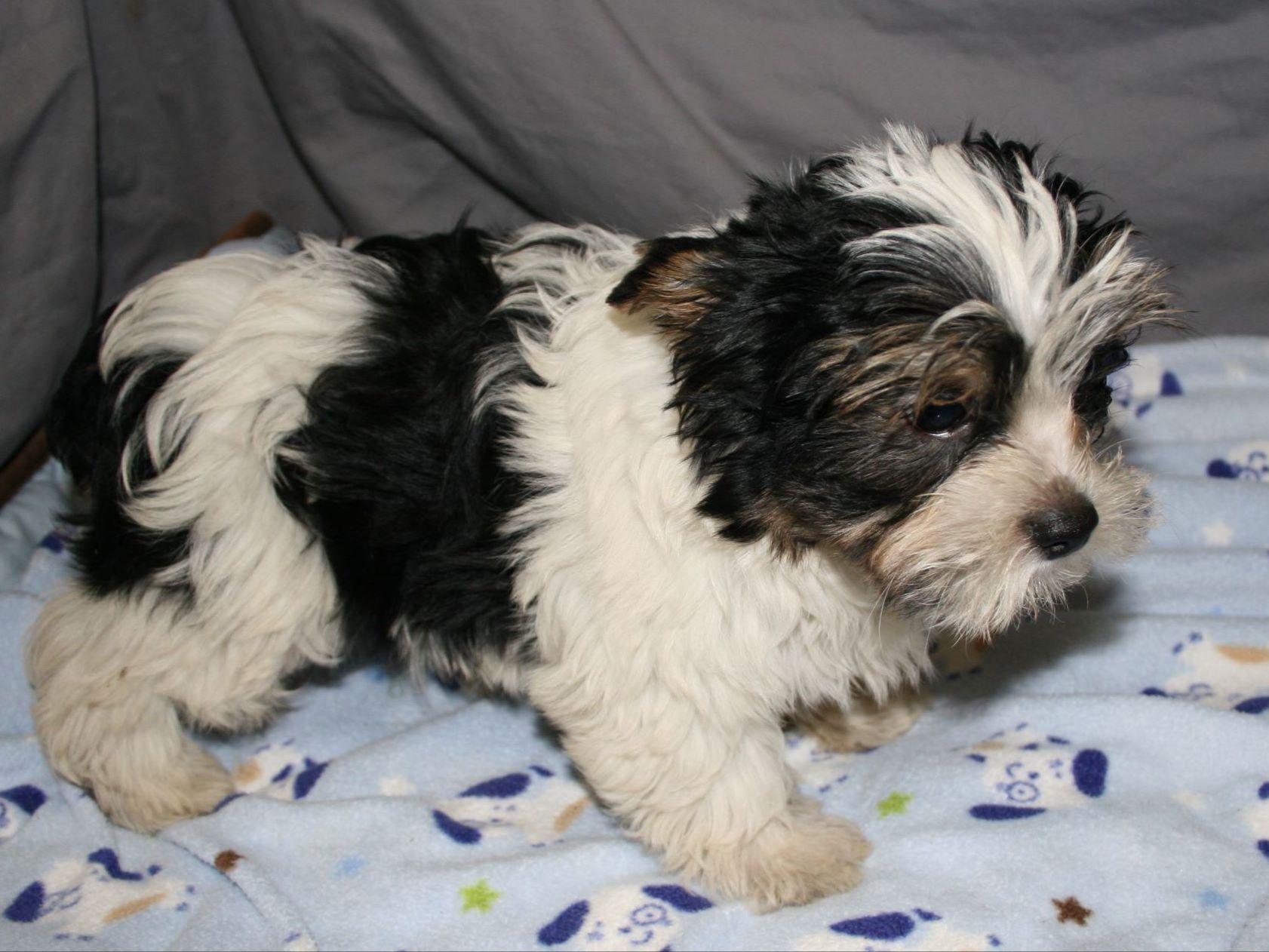 rice yorkies rice terrier puppies for sale rice yorkies rice terrier puppies for sale