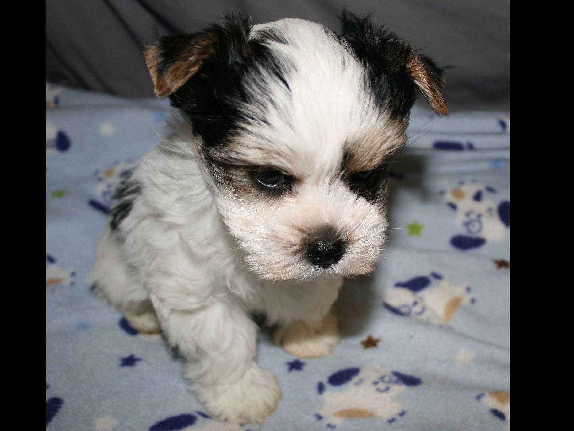 rice yorkies rice terrier puppies for sale rice yorkies rice terrier puppies for sale